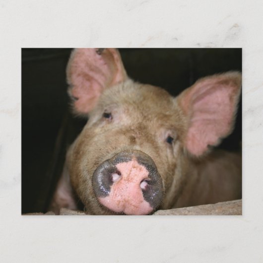 Roze piglet briefkaart (Voorkant)
