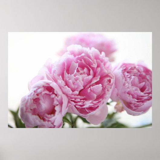roze pinda ' s poster (Voorkant)