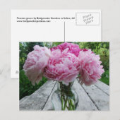 Roze pinda's / Peony Flowers Arrangement in Vase Briefkaart (Voorkant / Achterkant)