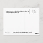 Roze pinda's / Peony Flowers Arrangement in Vase Briefkaart (Achterkant)