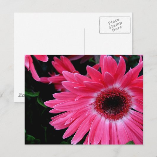 Roze Pinrad Briefkaart (Voorkant / Achterkant)