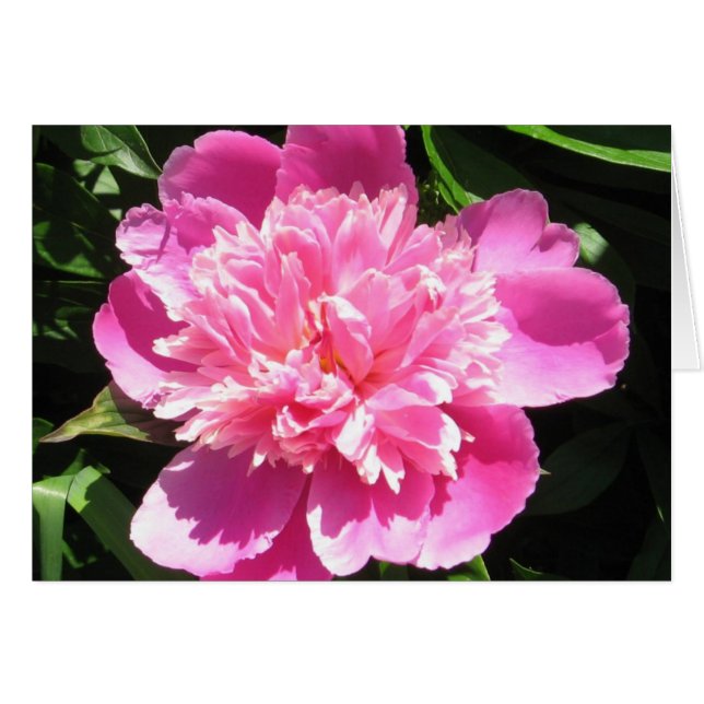 Roze Pioen (Voorkant Horizontaal)
