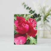 Roze Pioen Bloei Briefkaart (Staand voorkant)