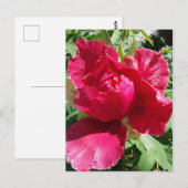 Roze Pioen Bloei Briefkaart (Voorkant / Achterkant)