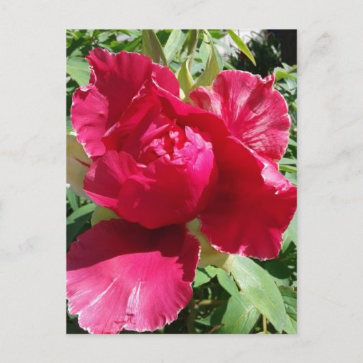 Roze Pioen Bloei Briefkaart (Voorkant)