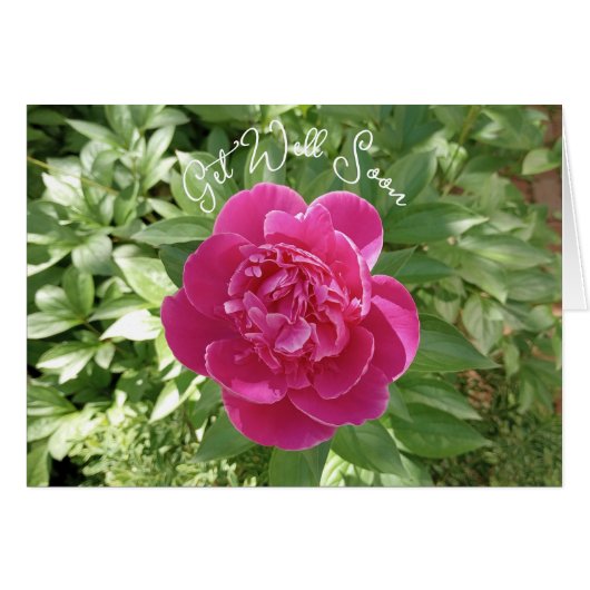 Roze Pioen Bloem Beterschapkaart (Voorkant Horizontaal)