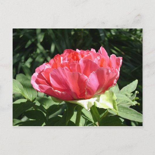 Roze Pioen Bloem Briefkaart (Voorkant)