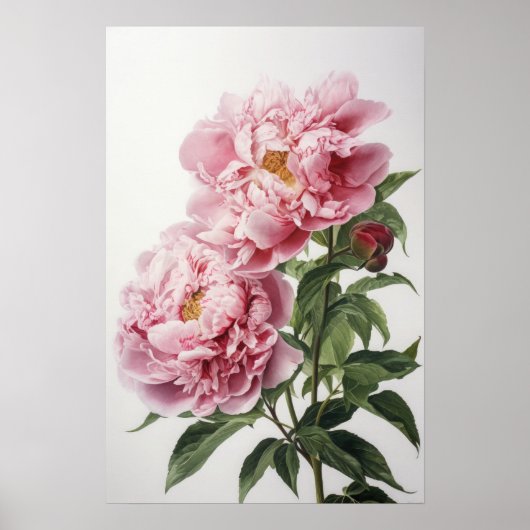 Roze Pioen Bloem Kunstprint Poster (Voorkant)