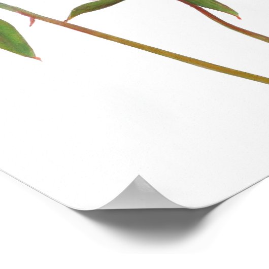 Roze Pioen Bloemen Art Print Poster (Hoek)