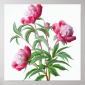 Roze Pioen Bloemen Art Print Poster (Voorkant)