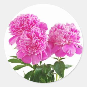 Roze Pioen Bloemen Boeket Stickers