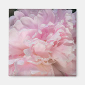 Roze Pioen Bloesem Magneet (Voorkant)