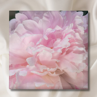 Roze Pioen Bloesem Magneet