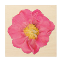 Roze Pioen Botanische Houten Muur Kunstprint