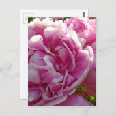 Roze Pioen foto huisje boerderij bloementuin Briefkaart (Voorkant / Achterkant)