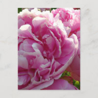 Roze Pioen foto huisje boerderij bloementuin
