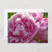 Roze Pioen foto huisje boerderij bloementuin Briefkaart (Voorkant / Achterkant)