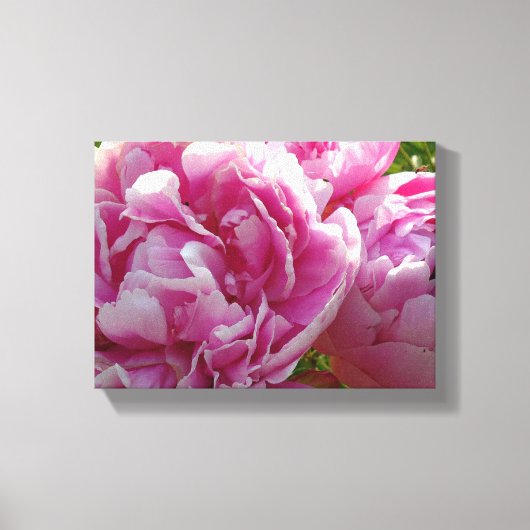 Roze Pioen foto huisje boerderij bloementuin Canvas Afdruk (Voorkant)