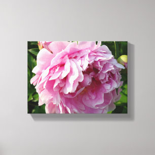 Roze Pioen foto huisje boerderij bloementuin Canvas Afdruk