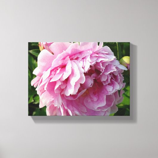 Roze Pioen foto huisje boerderij bloementuin Canvas Afdruk (Voorkant)
