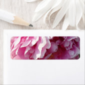 Roze Pioen foto huisje boerderij bloementuin Etiket (Insitu)