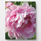 Roze Pioen foto huisje boerderij bloementuin Fotoplaat (Voorkant)