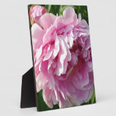 Roze Pioen foto huisje boerderij bloementuin Fotoplaat (Zijkant)