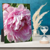 Roze Pioen foto huisje boerderij bloementuin Fotoplaat (Zijkant)