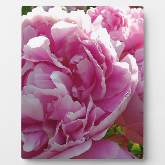 Roze Pioen foto huisje boerderij bloementuin Fotoplaat (Voorkant)