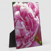 Roze Pioen foto huisje boerderij bloementuin Fotoplaat (Zijkant)