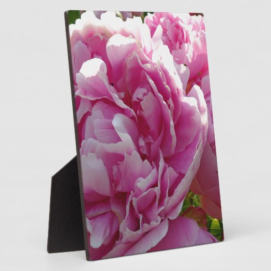 Roze Pioen foto huisje boerderij bloementuin Fotoplaat (Zijkant)