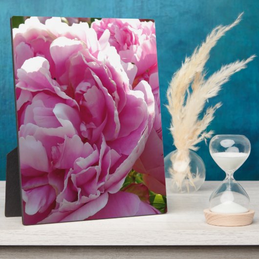 Roze Pioen foto huisje boerderij bloementuin Fotoplaat (Zijkant)