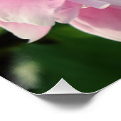 Roze Pioen foto huisje boerderij bloementuin Poster (Hoek)