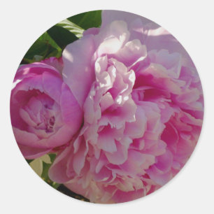 Roze Pioen foto huisje boerderij bloementuin Ronde Sticker