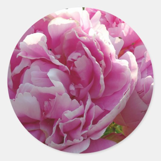 Roze Pioen foto huisje boerderij bloementuin Ronde Sticker (Voorkant)