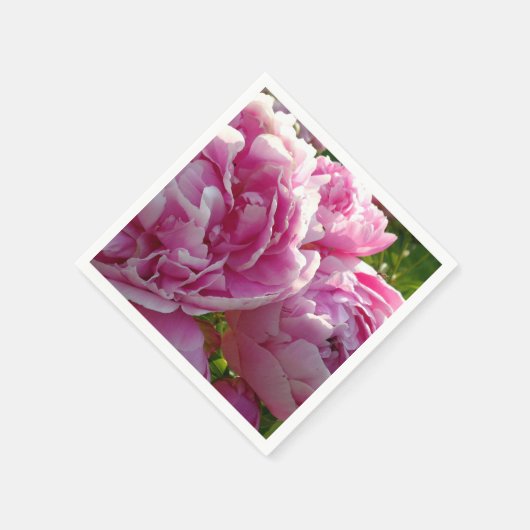 Roze Pioen foto huisje boerderij bloementuin Servet (Hoek)