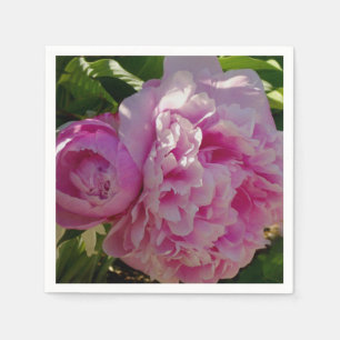 Roze Pioen foto huisje boerderij bloementuin Servet