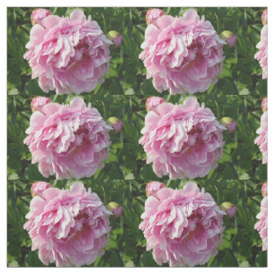 Roze Pioen foto huisje boerderij bloementuin Stof