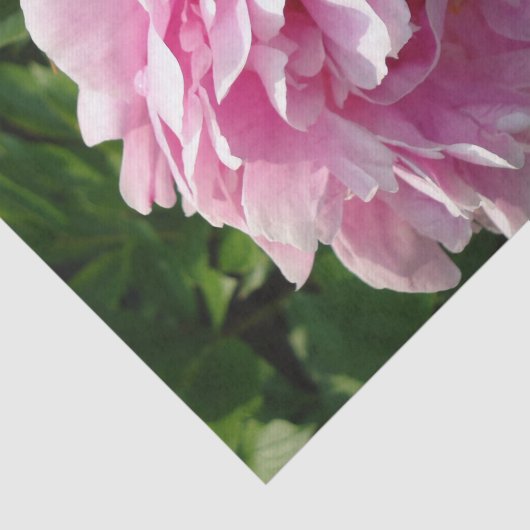 Roze Pioen foto huisje boerderij bloementuin Tissuepapier (Detail)