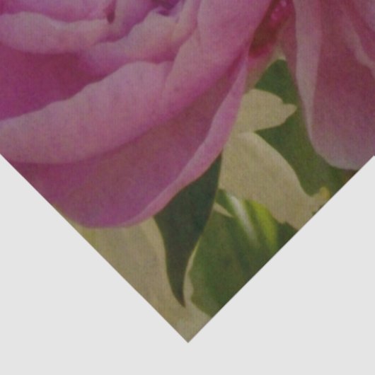 Roze Pioen foto huisje boerderij bloementuin Tissuepapier (Detail)