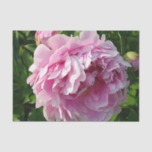 Roze Pioen foto huisje boerderij bloementuin Tissuepapier