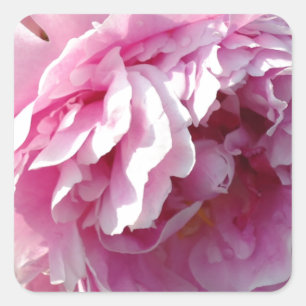 Roze Pioen foto huisje boerderij bloementuin Vierkante Sticker