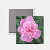 Roze Pioen Magneet (Voorkant / Achterkant)