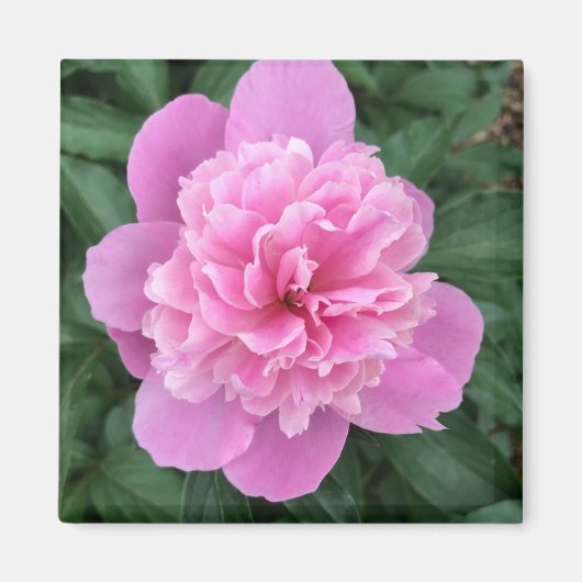 Roze Pioen Magneet (Voorkant)