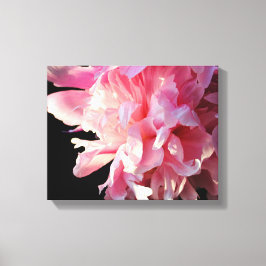 Roze Pioen op zwarte achtergrond Canvas Print