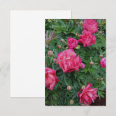  roze pioen Struik Notitiekaartje (Voorkant / Achterkant)