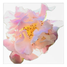 Roze Pioen Watercolor Stijl Bloem Acryl Wandkunst
