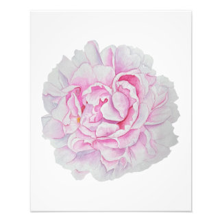 Roze Pioen Waterverf Bloem Poster