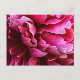 Roze Pioenblaadjes op Ansichtkaart Briefkaart