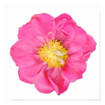 Roze Pioenbloem Botanische Muur Kunst Poster